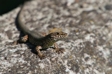 Reptilien - Mauereidechse (Podarcis muralis)