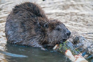 Beaver in the river eating a piece of wood