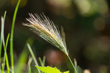 Close up einer Getreideähre mit kleinen Spinnweben