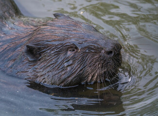 Beaver floats on the river