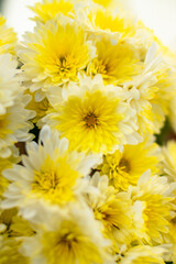 柔らかい光の中で咲き誇る花の、黄色と白が清楚で美しい。