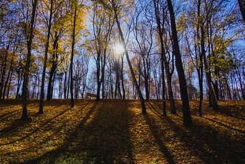 Fototapeta premium autumn in the park