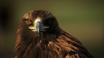 Mongolian eagle close up. MONGOLIA