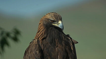 Mongolian eagle close up. MONGOLIA