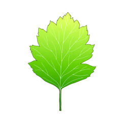 Green leave of a tree. Vector isolated element for design.