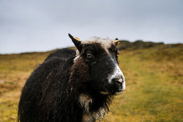 Rugged sheep with wet wool on autumn grass. The concept of animal husbandry.