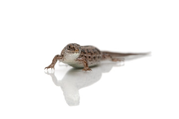 lizard on a white background close-up