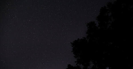 Trees silhouetted by the stars with copy space