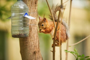 Red squirrel eats from a feeder