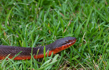 Water snake on the move in the grass