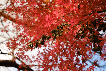 紅葉が綺麗な公園の木々