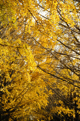 紅葉が綺麗な公園の木々