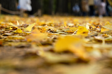紅葉が綺麗な公園の木々