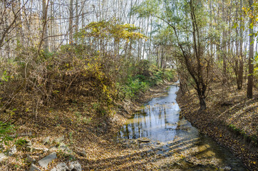 A small river in the autumn forest. The ambience of the forest in the autumn, by the river Danube.