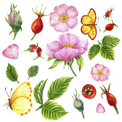 A set of watercolor illustrations of rosehip isolated on a white background. Rosehip flowers, buds, leaves, berries with butterflies. Suitable perfect for designs, patterns, textiles, backgrounds.