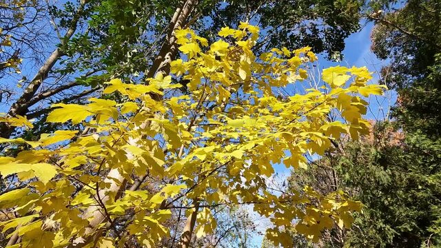 Fuerte brisa entre las hojas de diferentes &aacute;rboles durante el oto&ntilde;o