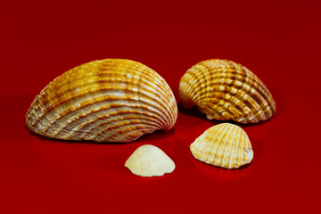 composition of several sea shells on a red background