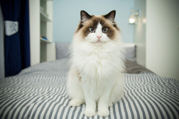 Young beautiful purebred Ragdoll cat at home