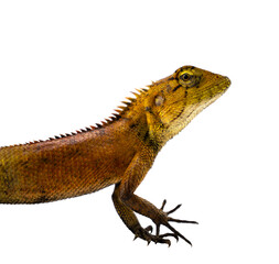 chameleon
