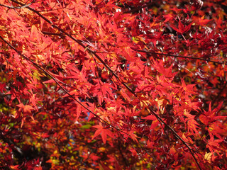 red maple leaves