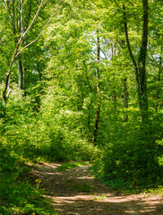 Obraz premium Chemin forestier à Corveissiat, Ain, France