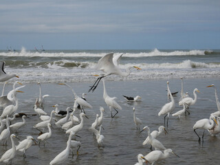 PRAIA E GAIVOTAS