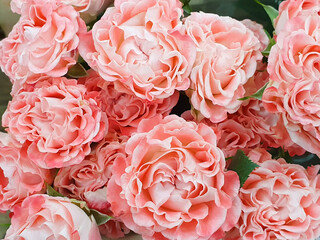 Garden Rose Powder Pink, spray roses flower a lot. Floral texture background, closeup. Plantation of peony garden English roses.