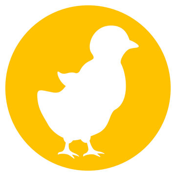 Chicken vector cartoon