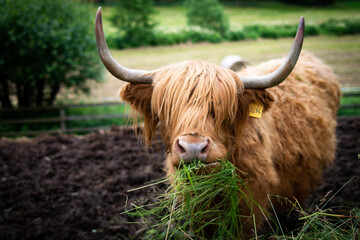 scottish highland cow in a field