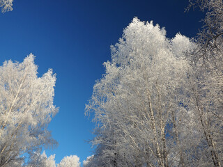 One winter frosty morning. A park. Trees covered with hoarfrost. Branches against the sky. Winter. Russia, Ural, Perm region.