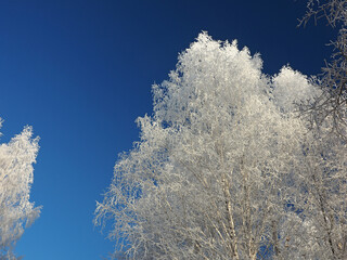 One winter frosty morning. A park. Trees covered with hoarfrost. Branches against the sky. Winter. Russia, Ural, Perm region.
