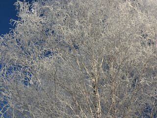One winter frosty morning. A park. Trees covered with hoarfrost. Branches against the sky. Winter. Russia, Ural, Perm region.
