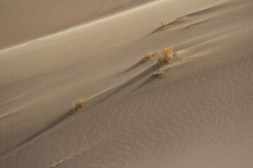 Sandy slope of a large dune, waves on the sand and small dry bushes grow, the slope goes up to the right, light and shadow, summer, sunny