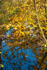 Yellow leaves and blue sky reflecting in a small stream.