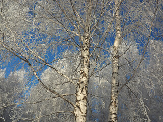 One winter frosty morning. A park. Trees covered with hoarfrost. Branches against the sky. Winter. Russia, Ural, Perm region.