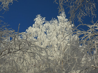 One winter frosty morning. A park. Trees covered with hoarfrost. Branches against the sky. Winter. Russia, Ural, Perm region.