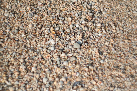 Small shells on sand beach, selective focus. Sea sand and shells texture. Background of thousands seashells and sea sand for a post, screensaver, wallpaper, postcard, poster, banner, cover, header for