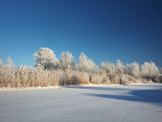 One winter frosty morning. Trees on the shore and the grass in hoarfrost. A small river bay was covered with ice. Winter. Russia, Ural, Perm region.