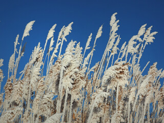 Fototapeta premium One winter frosty morning. Frosty coastal grass. Reed, reed. A small river bay was covered with ice. Winter. Russia, Ural, Perm region.