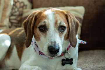 Beagle dog lies on a brown sofa. Tri-colour Beagle sleepy