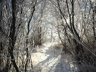 One winter frosty morning. Trees on the shore and the grass in hoarfrost. The paths were covered with snow. Winter. Russia, Ural, Perm region.