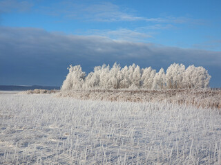 One winter frosty morning. Trees on the shore and the grass in hoarfrost. The river was covered with ice. Winter. Russia, Ural, Perm region.
