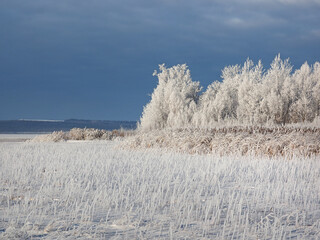 One winter frosty morning. Trees on the shore and the grass in hoarfrost. The river was covered with ice. Winter. Russia, Ural, Perm region.