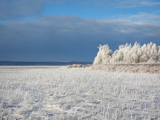 One winter frosty morning. Trees on the shore and the grass in hoarfrost. The river was covered with ice. Winter. Russia, Ural, Perm region.