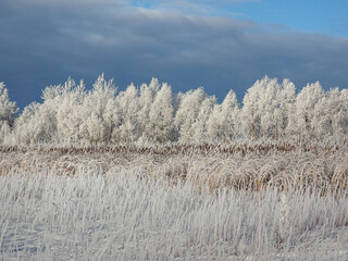One winter frosty morning. Trees on the shore and the grass in hoarfrost. The river was covered with ice. Winter. Russia, Ural, Perm region.