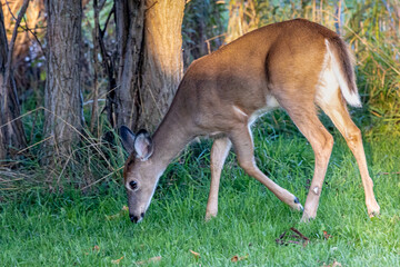 Beautiful Young Deer