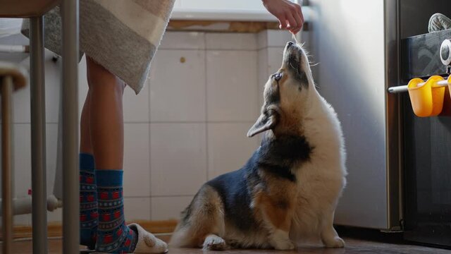 funny cute tricolor Welsh Corgi dog sits on floor in kitchen and asking for yammy feed. female owner feeding pet by cheese. puppy eats and licks its lips