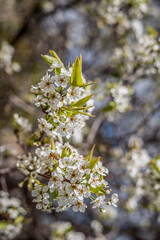 Honeybee with spring apple blossom