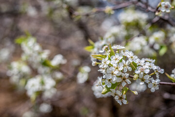 Spring flowers on apple tree