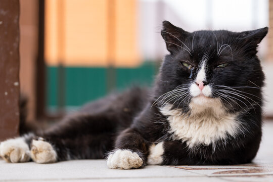 Black street cat, dirty and bitten, close-up.